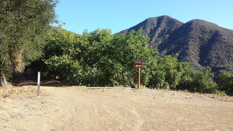 Trail views from the Gridley Trail. Bear left here!