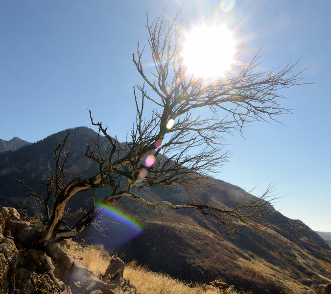 Reaching for the sun at the Ogden Canyon Overlook.