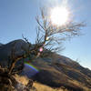 Reaching for the sun at the Ogden Canyon Overlook.