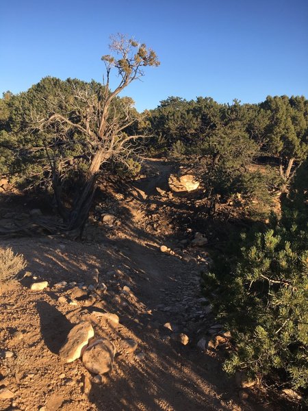 Sunset singletrack on Alan's Alley.