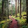 The moss is majestic on the Skookum Flats Trail.