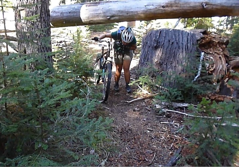 It's a jungle out there on the Meek Lake Trail!