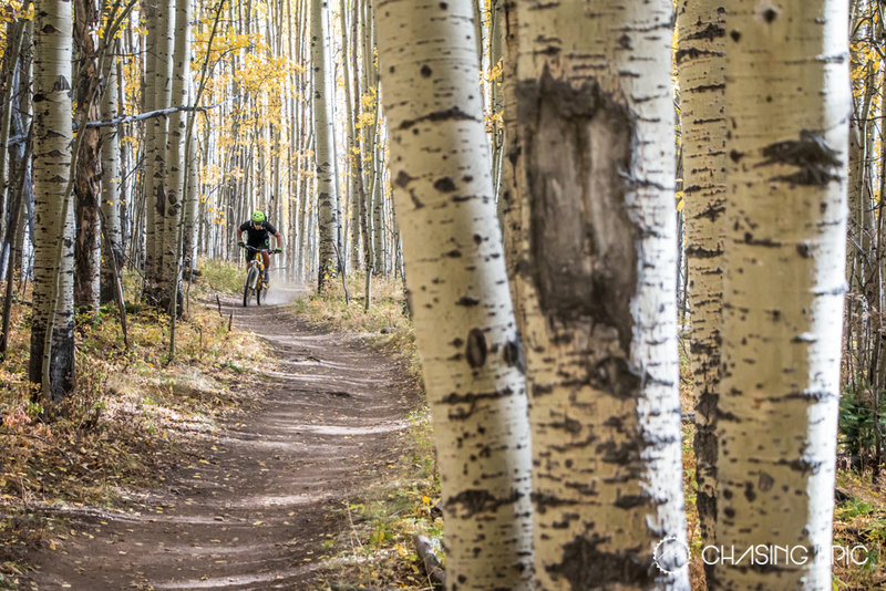 Hammering through a huge aspen grove at the beginning of the Colorado Trail off Kenosha Pass.