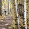 Hammering through a huge aspen grove at the beginning of the Colorado Trail off Kenosha Pass.