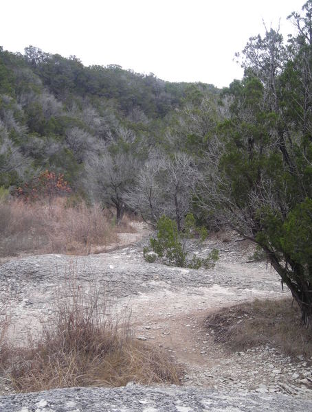 Looking east back down the creek on the Denio Creek Warbler Trail.