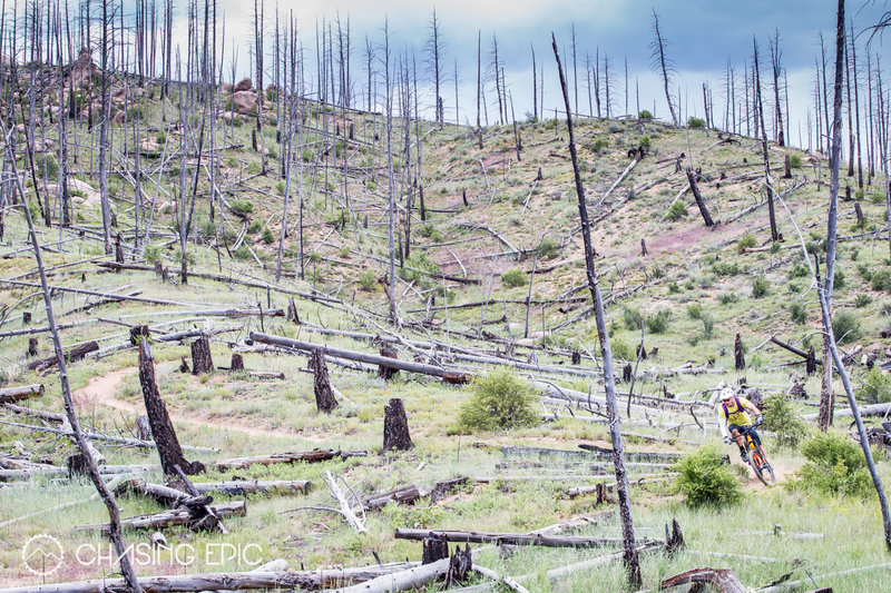 It's like an alien landscape on the Buffalo Creek trails thanks to a few very large wildfires back around 2000.