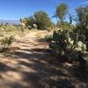 Hanging with the cacti on Snake Dance Loop