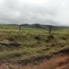 Panoramic riding through a paddock