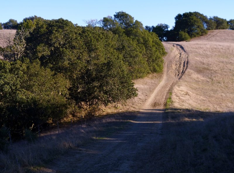 Briones Crest "Trail" section is an example of poor trail and land management. This eroded section should be restored and rerouted and is one of too many examples.