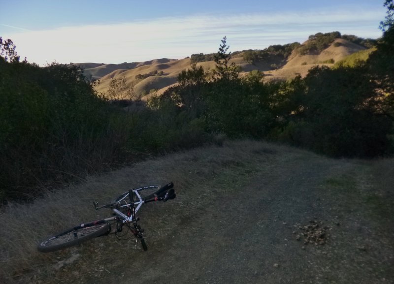 Shady section of Briones Crest Trail.