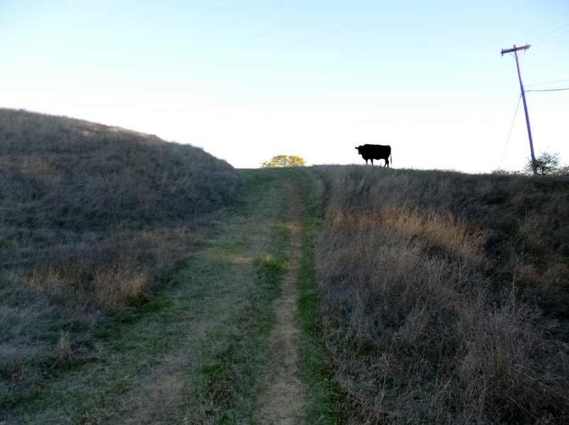 Maybe some cow grazing revenue can be put into improving "trails" like Spengler.