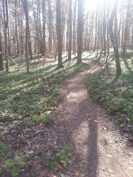 Fern beds on Norwood Loop.