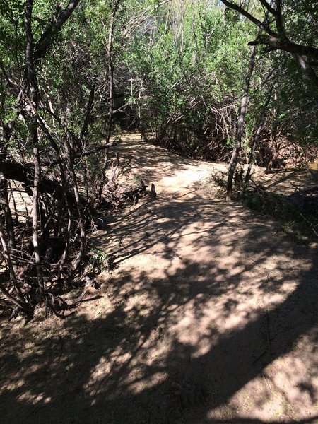 Some of the trail is pretty tight and has overhanging branches, but they are really cool to go fast through!