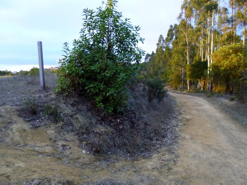 Redtail fire road "Trail" near Cottontail Trail junction.