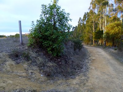 Redtail fire road "Trail" near Cottontail Trail junction.