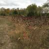 This section is covered with sand burs...better use slime on this piece of trail.