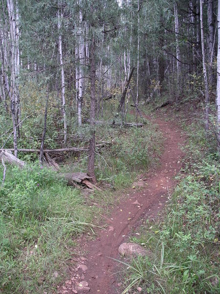 Aspens and roses on Quaking Aspen Trail.