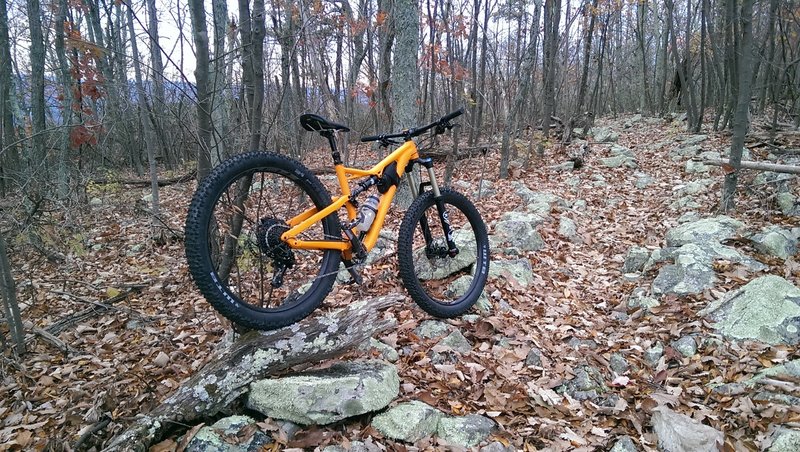 A bike leaning against a tree at the top of Bear Wallow.