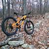 A bike leaning against a tree at the top of Bear Wallow.