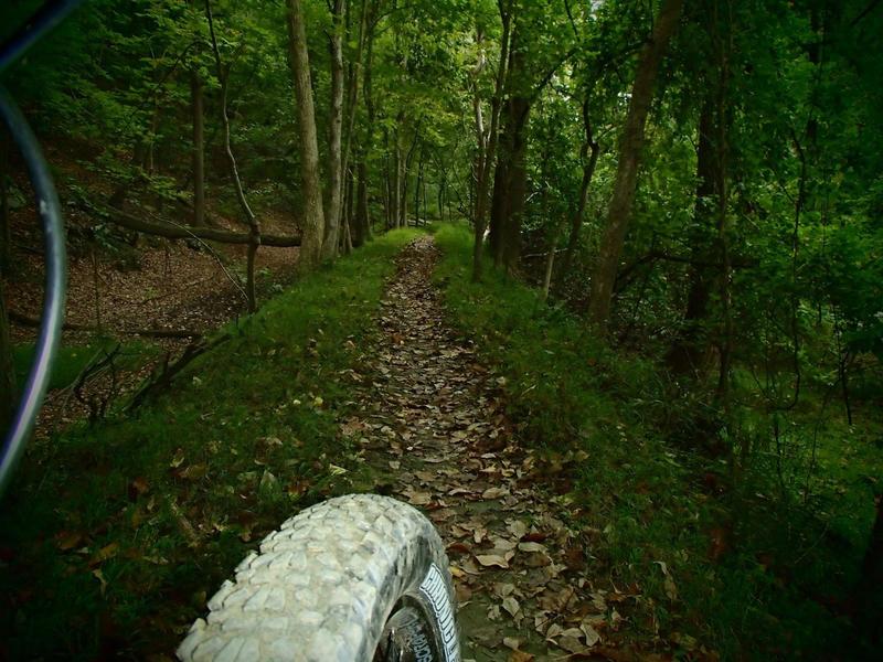 It's usually dark green on the Oella Mill Race Trail.