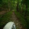 It's usually dark green on the Oella Mill Race Trail.