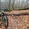 "Big Blue Logs" are one of the few medium obstacles at Hartwood that do not have an opt-out trail.  Being well traveled and super solid, these look much scarier to beginners than they actually are.