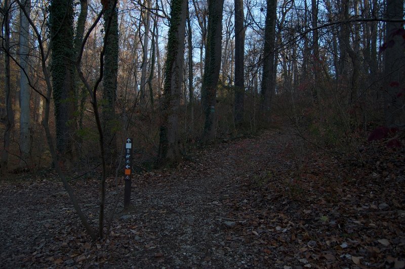 Trail splits. Follow White Trail to right for MTB-legal trail.