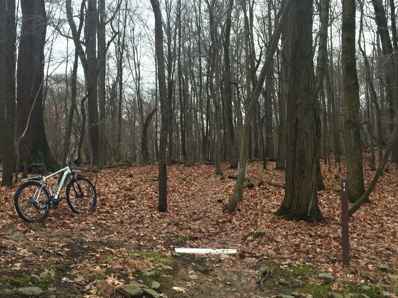 Trail entrance for upper access of #4 "Heebie Jeebie" trail. A playful hilltop leads to flowy downhill.