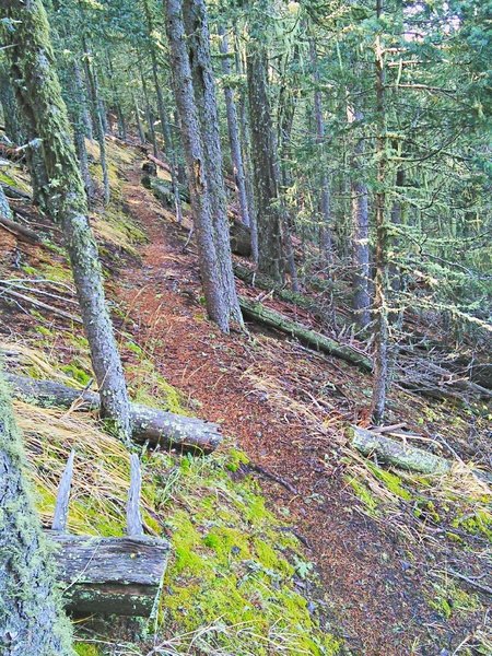 This section of North Baldy Trail #8 is in thick trees