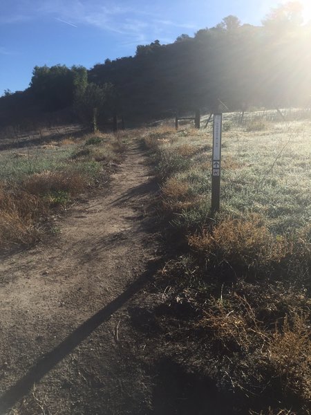 The beginning of the singletrack portion of Shoestring.