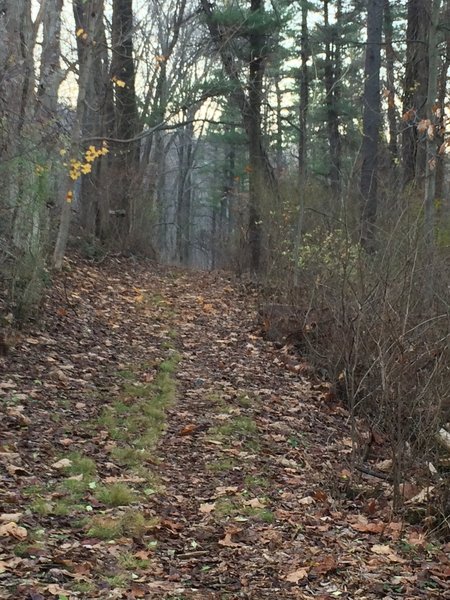 Trail running through tall, mature timber