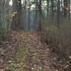 Trail running through tall, mature timber