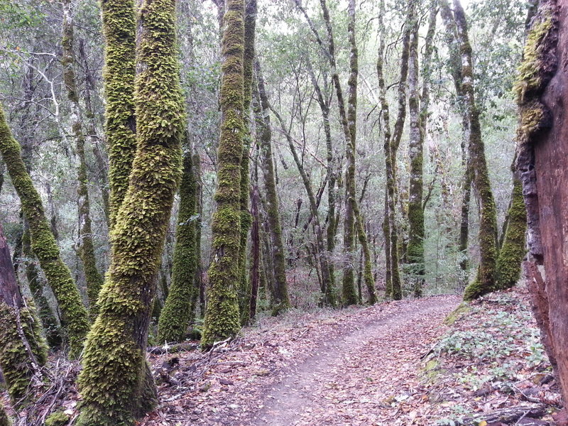 Beautiful "Bambi-like" forest singletrack at White Oaks Trail