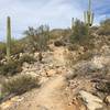 Looking back north towards a typical rocky section of trail.  Very few smooth sections of trail can be found on the north portion of Gateway.