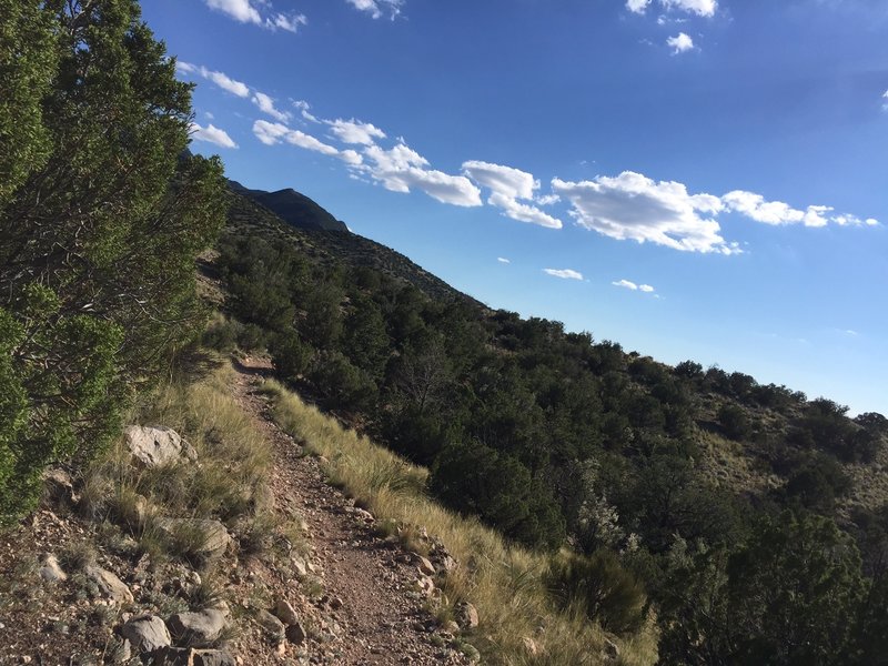 An example of the trail as riders near the Forest Road Loop.