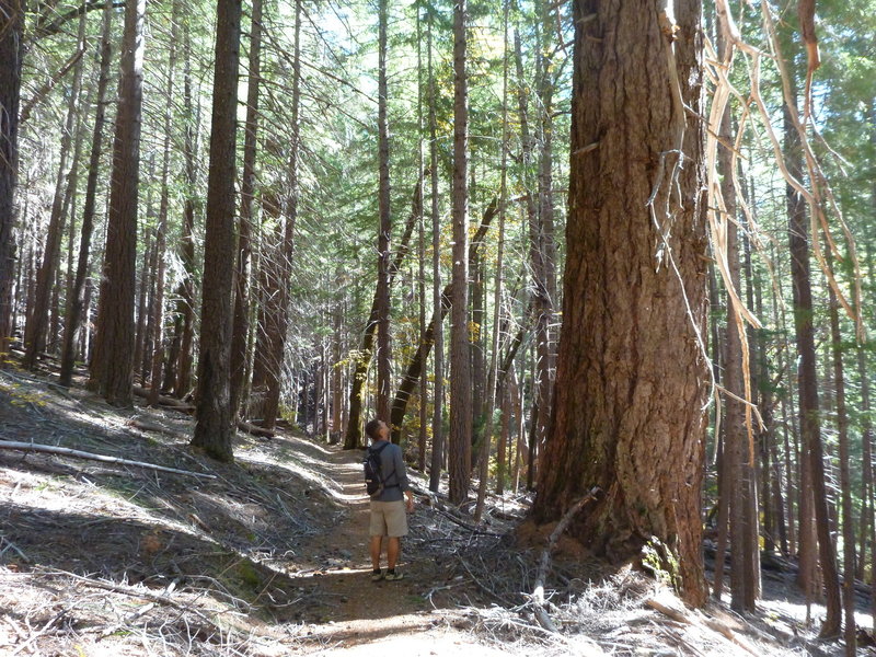 Douglas Fir alongside the trail.