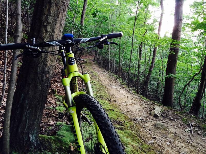 Old trail through mountain laurel.