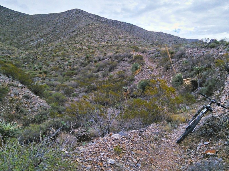 Nice singletrack along an arroyo with the northern Franklins in the background.