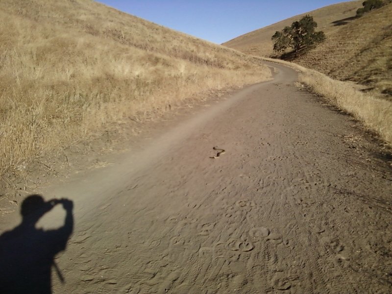 Rattlesnakes have the right-of-way on Briones to Mt. Diablo trail.