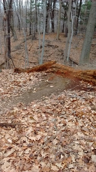 A few logs on the east side of the park.