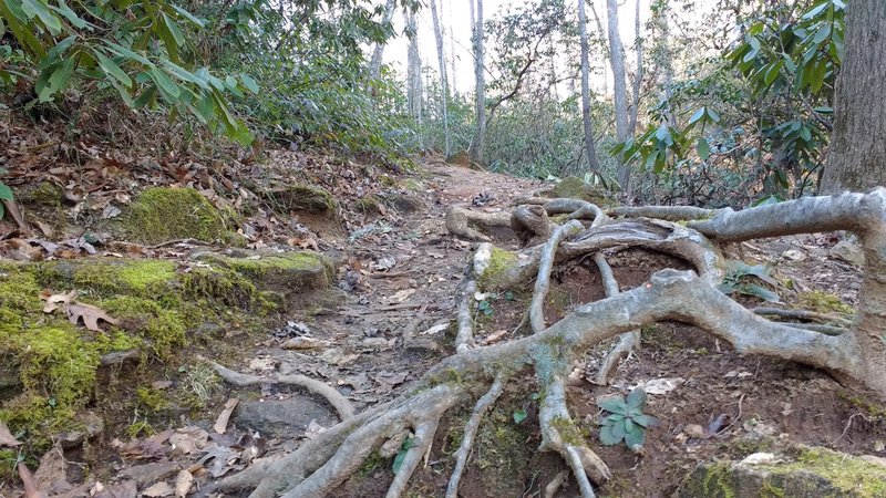Trail quickly narrows and begins to feature roots and rocks.