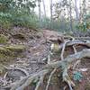 Trail quickly narrows and begins to feature roots and rocks.