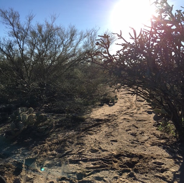 Large Cholla growing into trail forces you to steer right into deep sand. Couldn't clip out and flopped down.