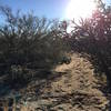 Large Cholla growing into trail forces you to steer right into deep sand. Couldn't clip out and flopped down.
