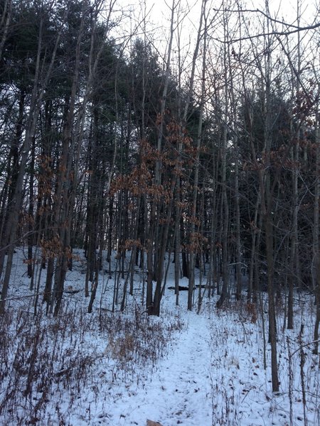 Snow covering the trail.