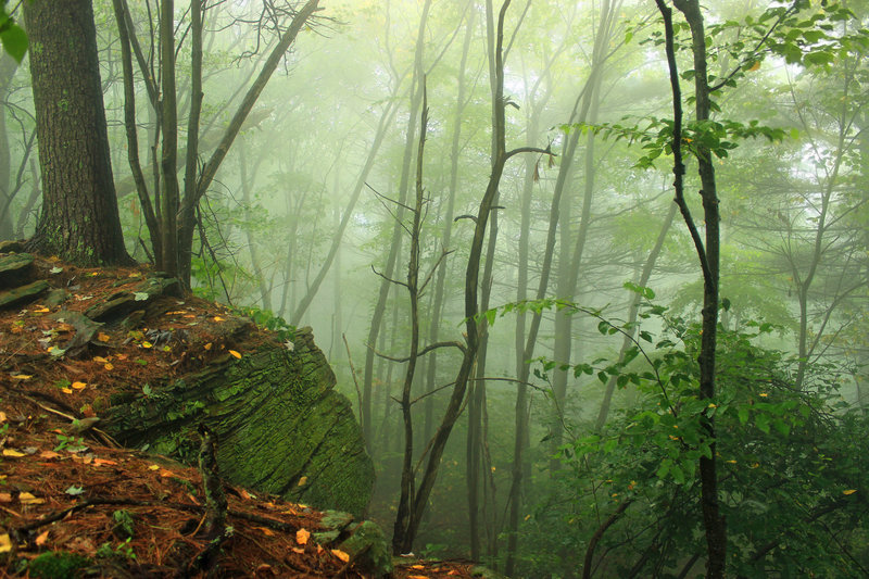 Fog in Rider Park.