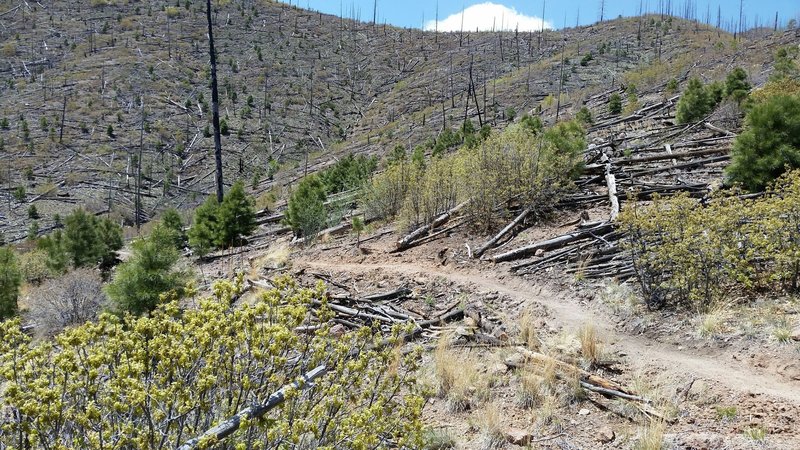 Looking back on Las Alamos Mountain from Xander's Trail.