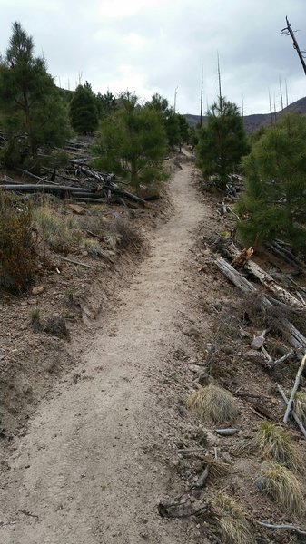 Looking up towards Guaje Ridge from Xander's Trail.