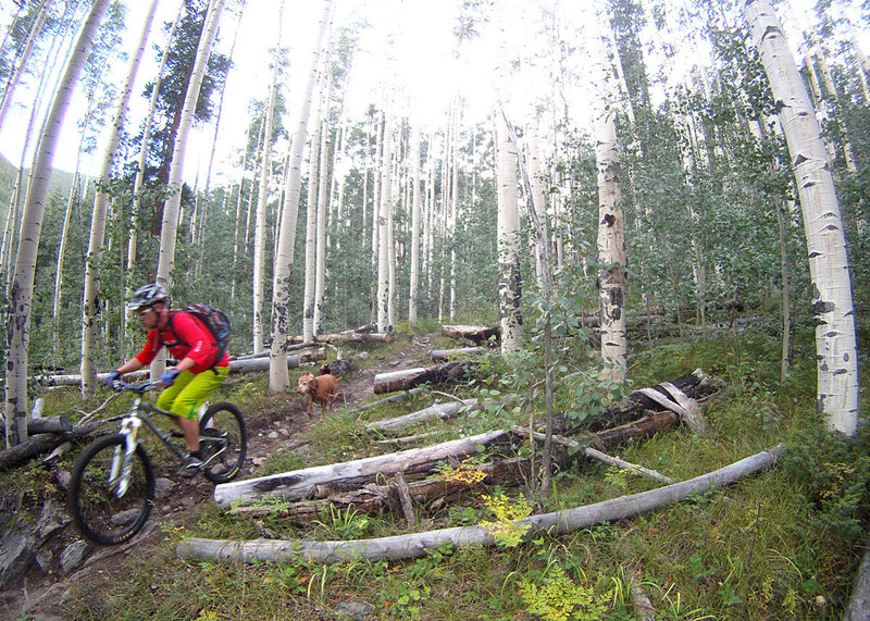 Lots of aspen trees line the Green's Creek trail!