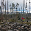 Chainsaws indeed on this appropriately named trail.